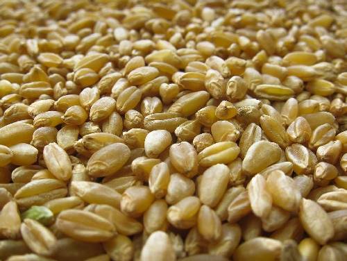 Durum Wheat